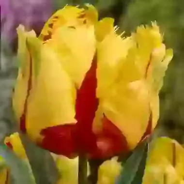 Texas Flame